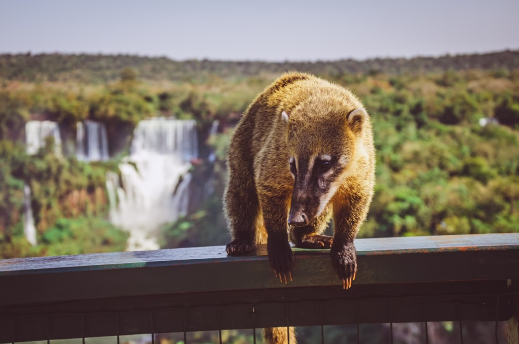 waterfall, coati, cataracts, river, nature, water, landscape, forest, trees, wild, iguazu, park, coati, coati, coati, coati, coati, iguazu, iguazu, iguazu, iguazu