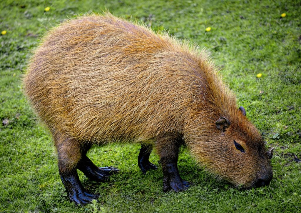 capybara, rodent, greater capybara, mammal, animal, wildlife, nature, hydrochoerus, giant cavy rodent, capybara, capybara, capybara, capybara, capybara