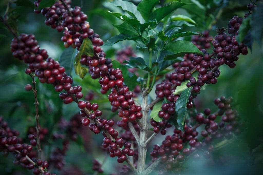 coffee, coffe, coffee grains, coffee, coffe, coffe, coffe, coffe, coffe