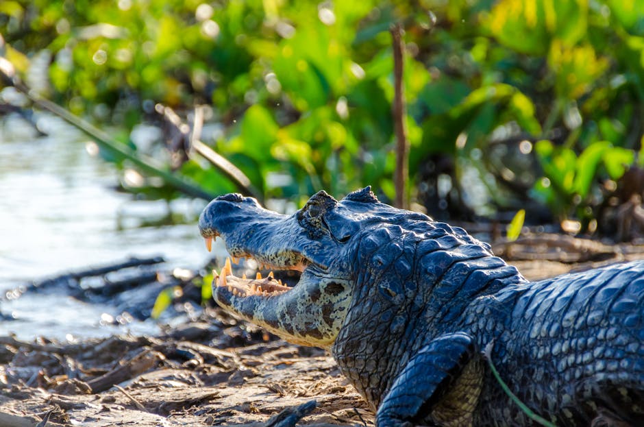 Pantanal jaguar on riverbank