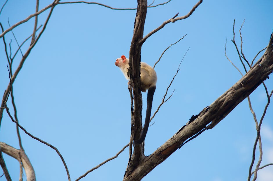 capuchin monkey in Amazon rainforest
