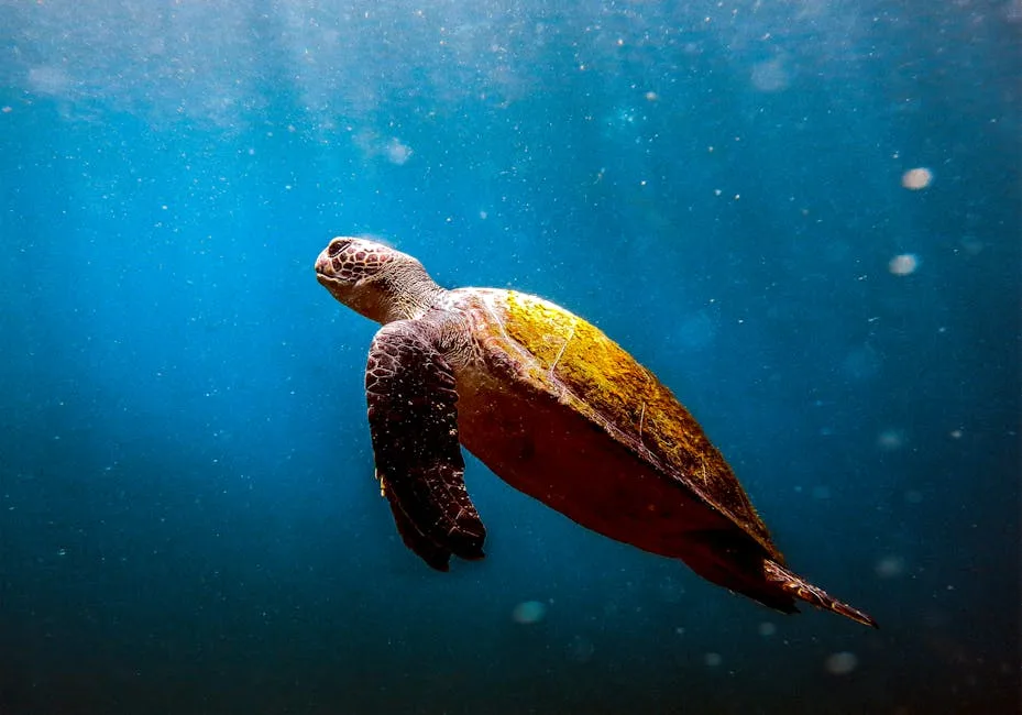 Sea turtle swimming Brazil