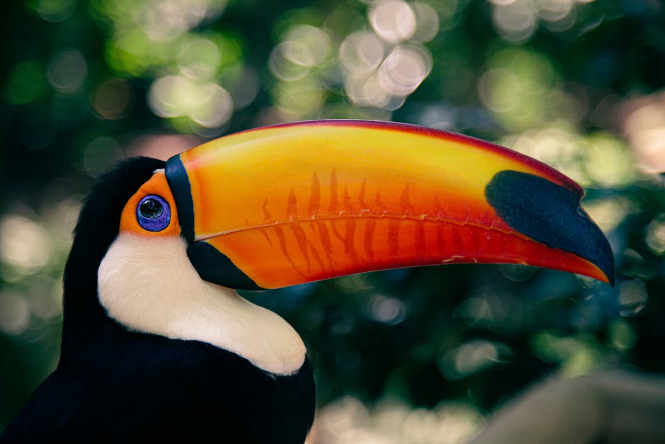 Close-up of a colorful toucan in the Amazon