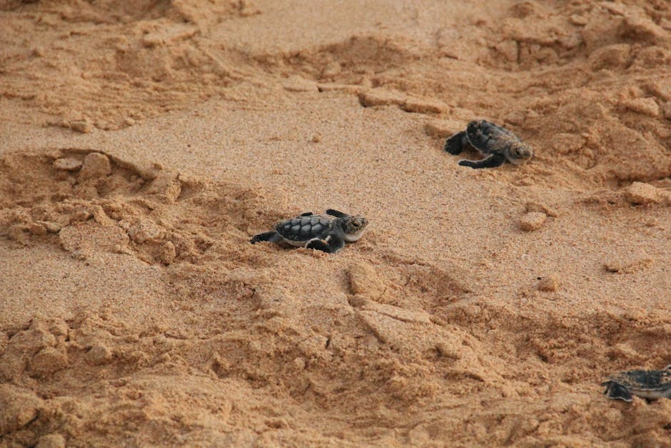 baby sea turtle crawling on sand