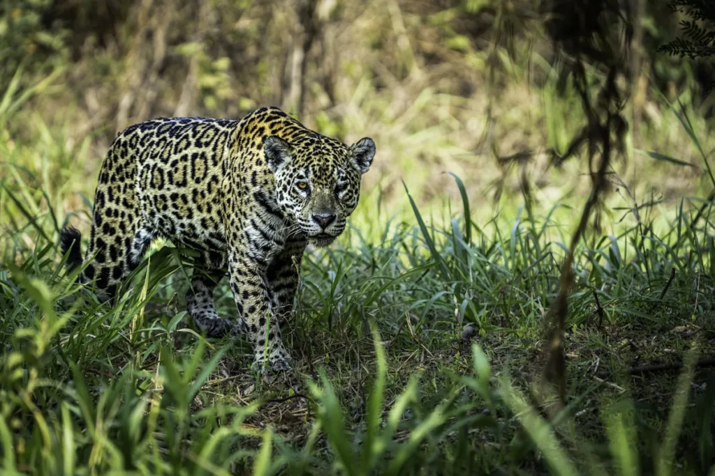 Jaguar on Pantanal riverbank