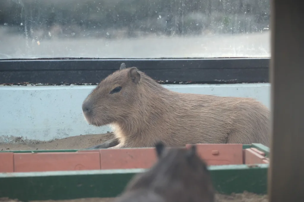 Capybaras and caiman on a riverbank