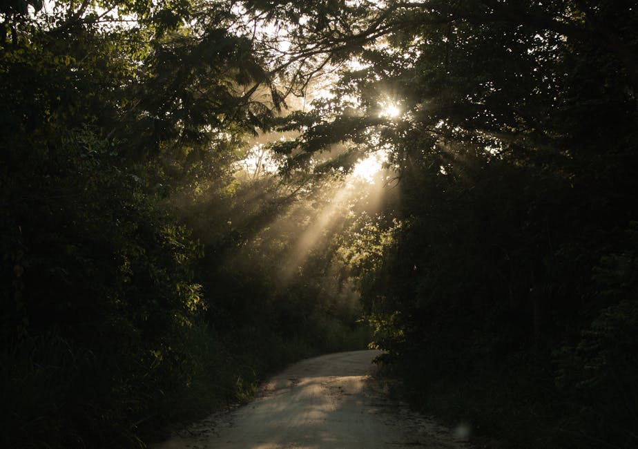 tropical sun rays in Brazil
