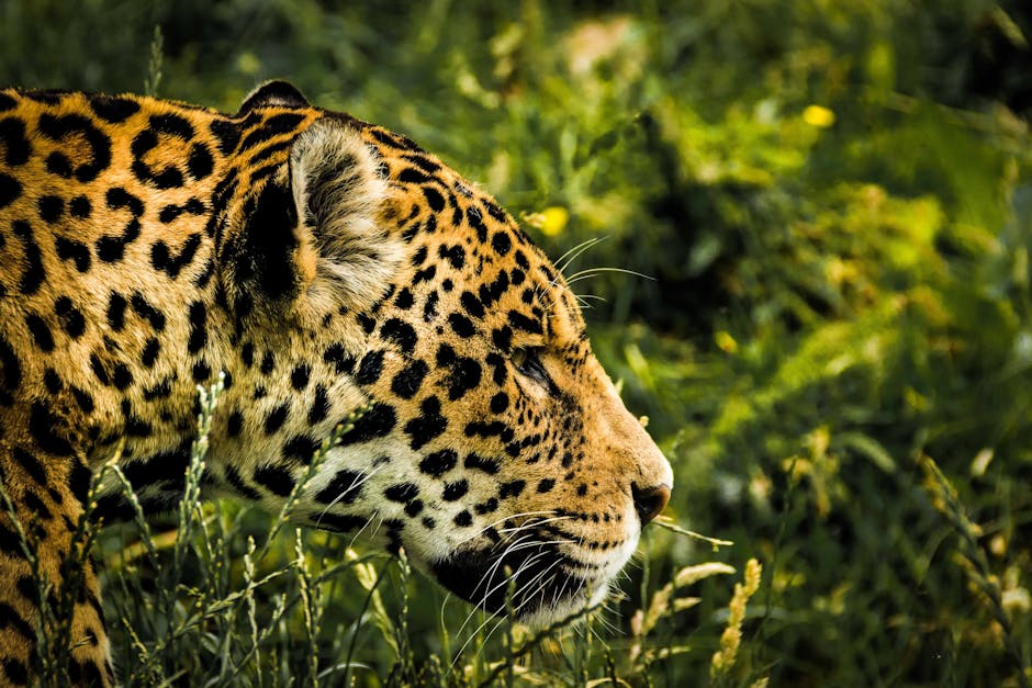 Pantanal vs. Amazon: Finding the Heart of South American Wildlife