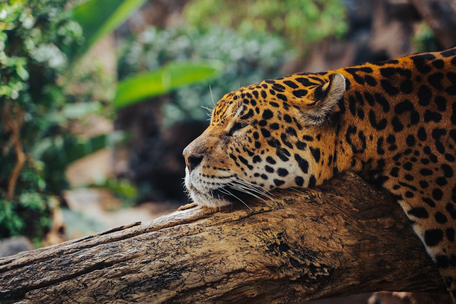 jaguar resting riverbank inside brazil
