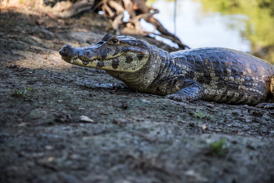 caiman eyes reflecting in water inside Brazil
