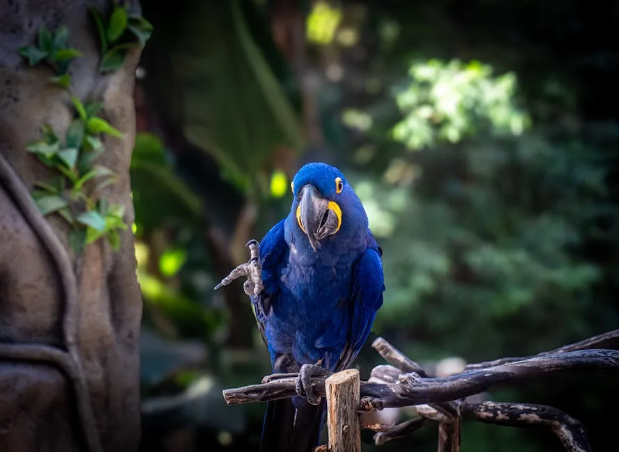 Chasing the Wings of the Tropics: Brazil’s Best Birding Hideouts for April to June