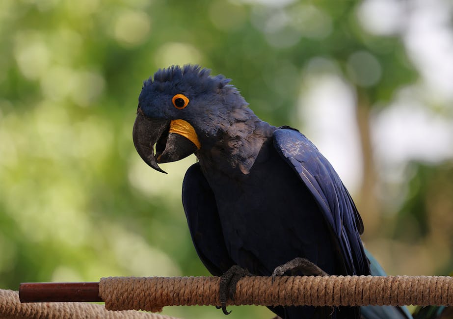 bright blue hyacinth macaw perched