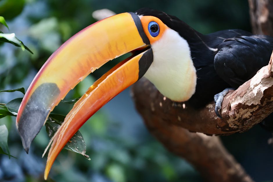 colorful toucan sitting on tropical rainforest branch inside Brazil