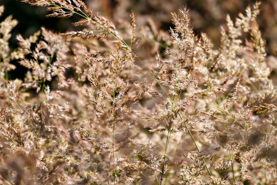 sunlight hitting golden grass field