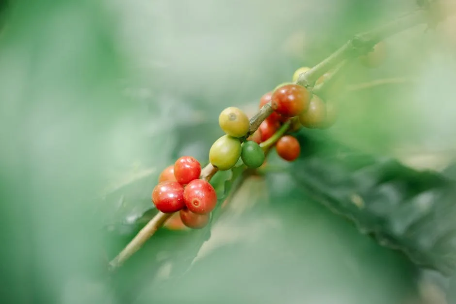 Sipping Liquid Gold: The Ultimate Guide to Coffee Harvest Tours in Minas Gerais