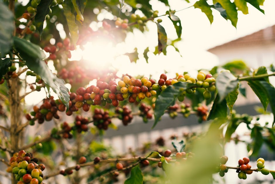 sunlight hitting red coffee cherries