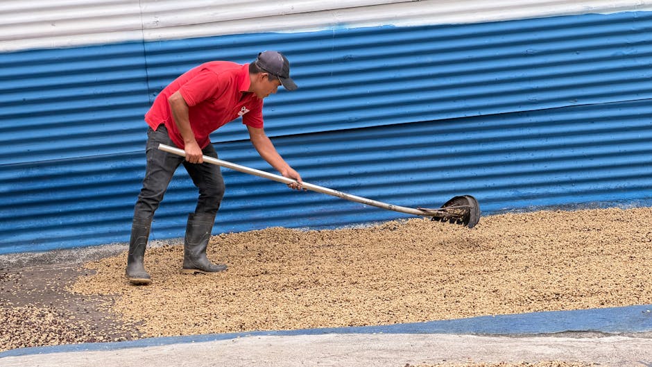 wooden rake moving coffee beans on patio only Brazil