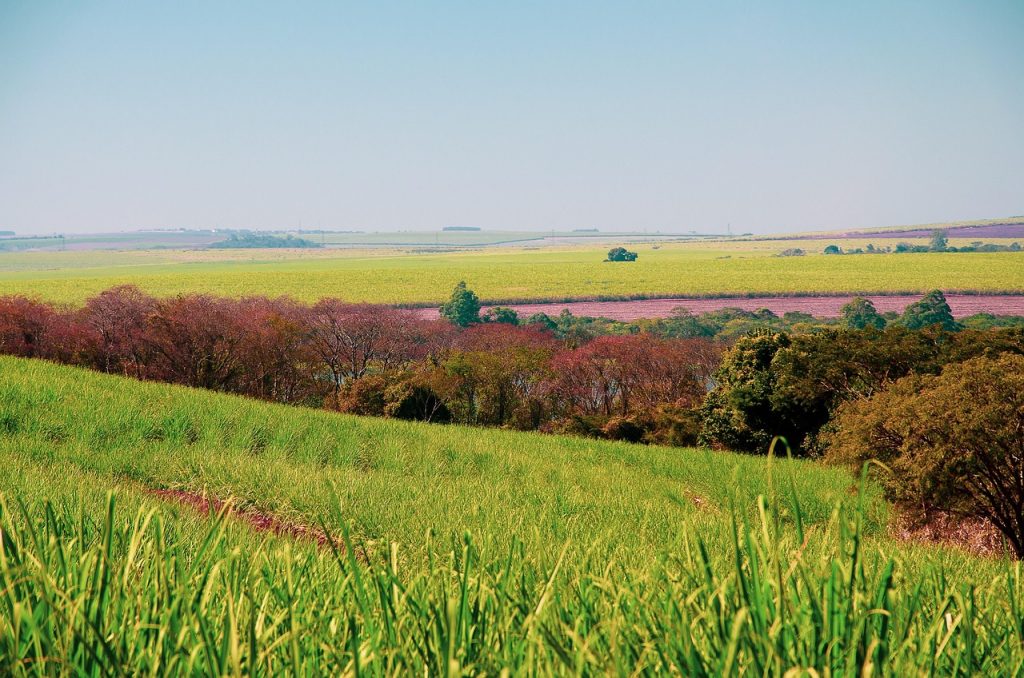 grass, land, trees, fields, meadow, hills, grassland, grassy, horizon, landscape, nature, mato, cerrado, brazil, sky, day, forest