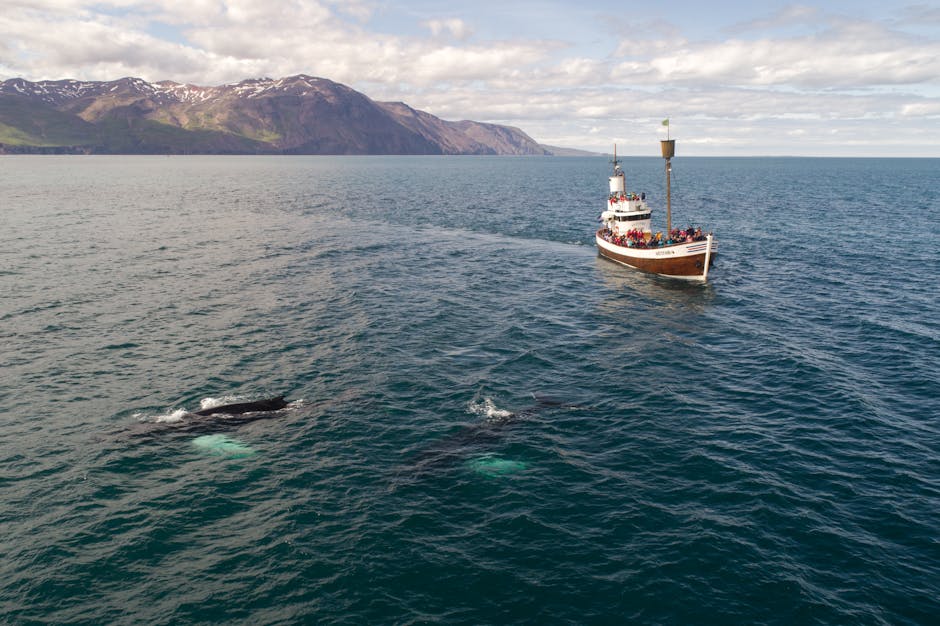 boat approaching humpback whales in Brazil