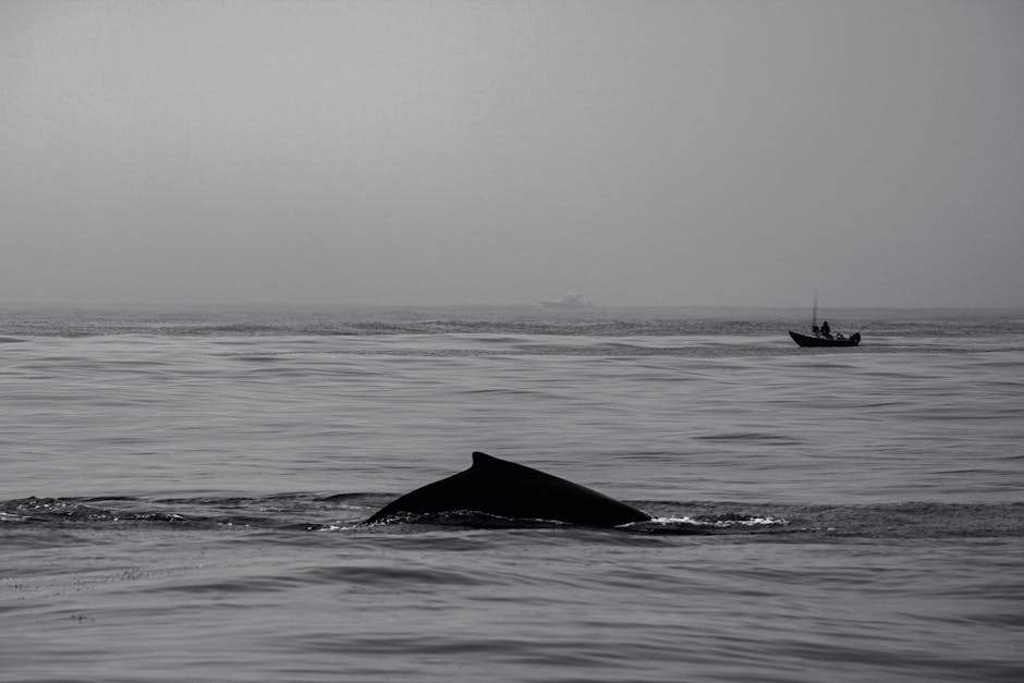 boat approaching humpback whales brazil