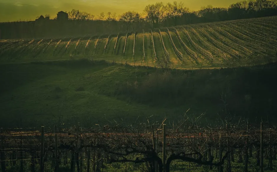 vineyard rows at sunset in Brazil