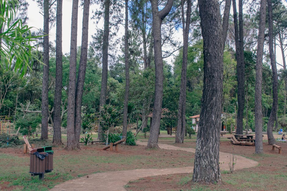 Horto Florestal pine forest trail in Brazil