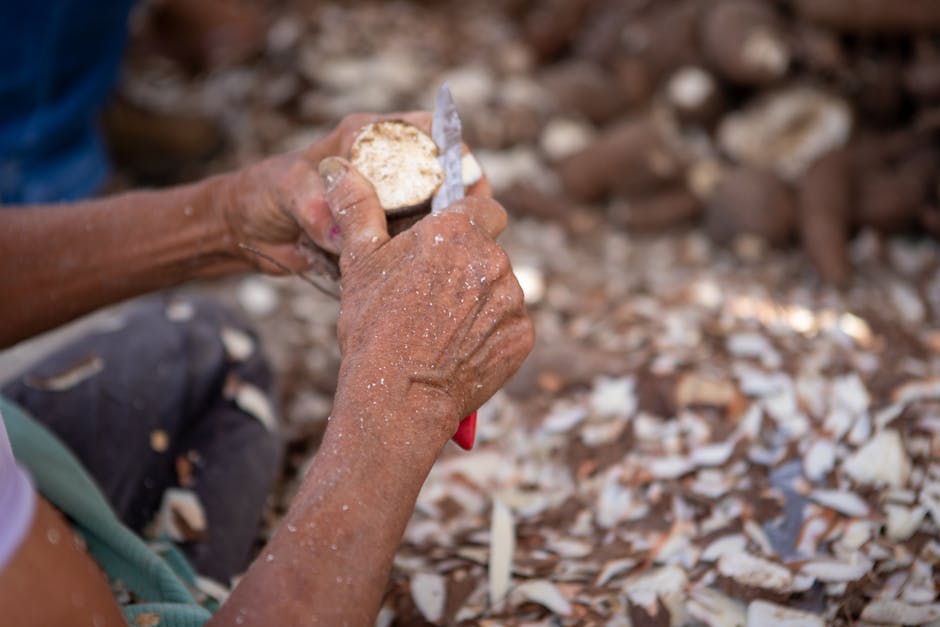 guide showing cassava processing in Brazil