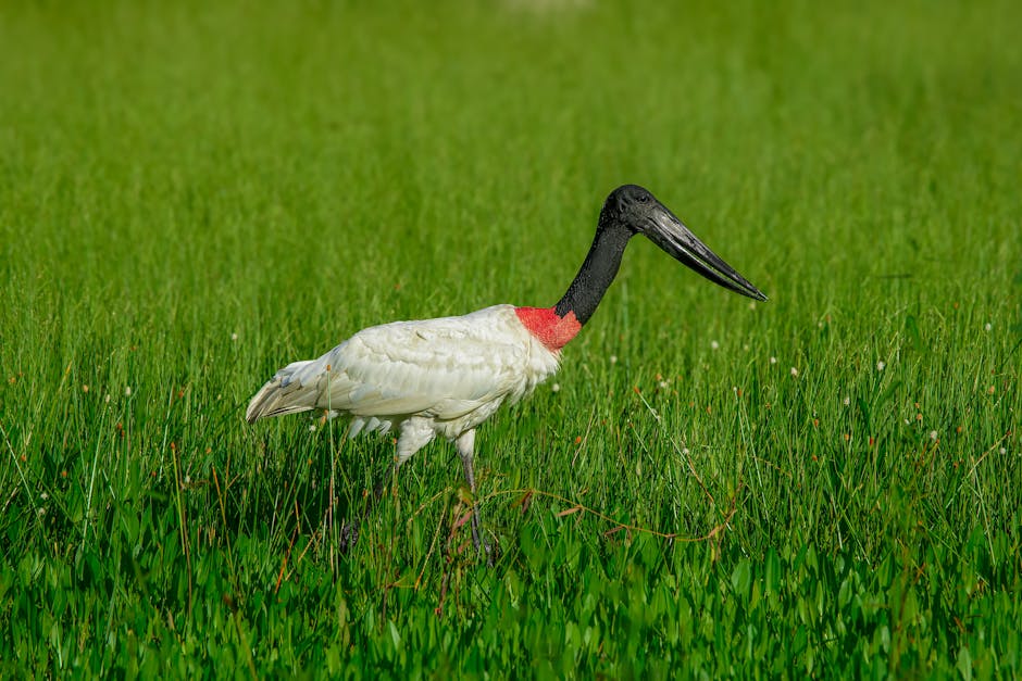 boat wildlife safari Pantanal in Brazil