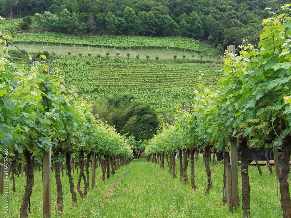 Vinhas; Vale dos Vinhedos; Bento Gonçalves; Rio Grande do Sul; Brasil