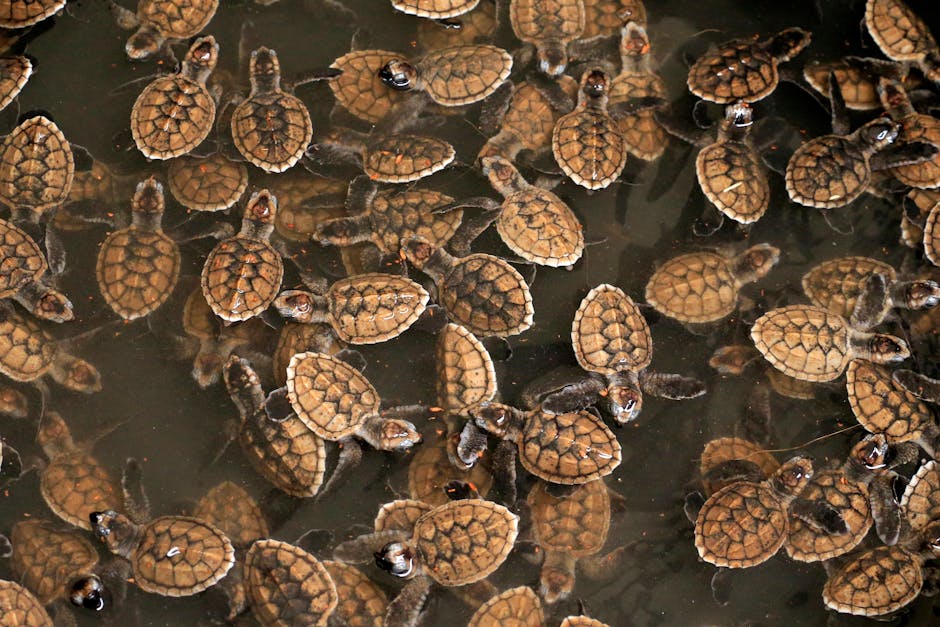volunteer releasing turtle hatchlings in Brazil