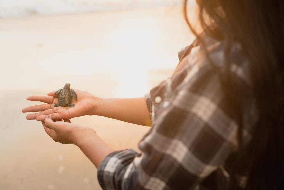 volunteer releasing turtle hatchlings brazil