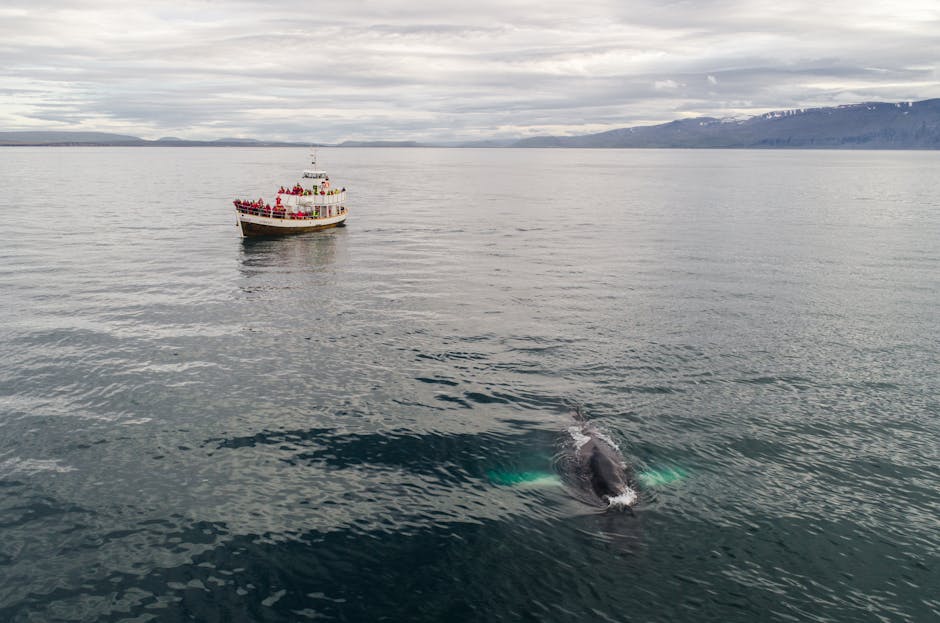 boat approaching humpback whales coast in Brazil