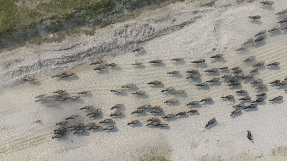 Marajó buffalo on sandy beach in Brazil