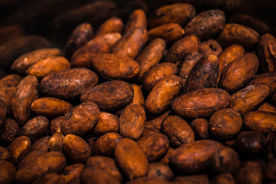 farmers fermenting cacao Ilhéus Bahia Brazil in Brazil