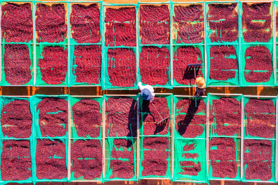 workers drying coffee beans in Brazil