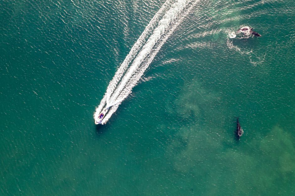 Speedboat arriving Fordlândia Tapajós in Brazil
