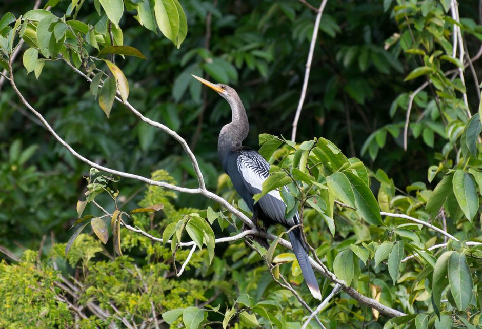 boat safari Pantanal Mato Grosso Brazil in Brazil