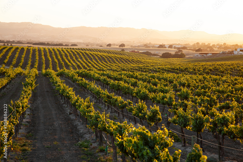 vineyard rows rolling hills sunset