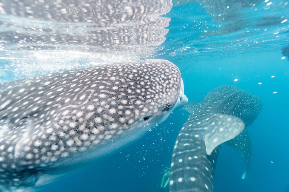snorkeler watching whale shark in Brazil