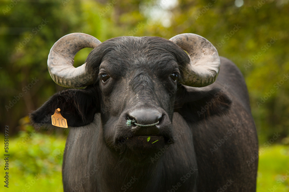 frontal close-up of the face of an African buffalo