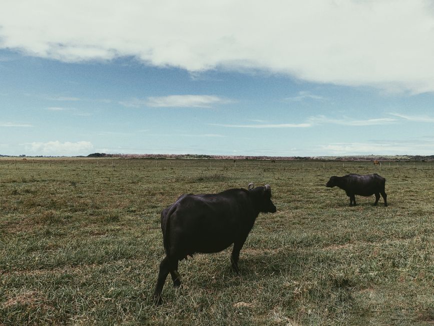 Marajó island buffalo cheese tasting in Brazil