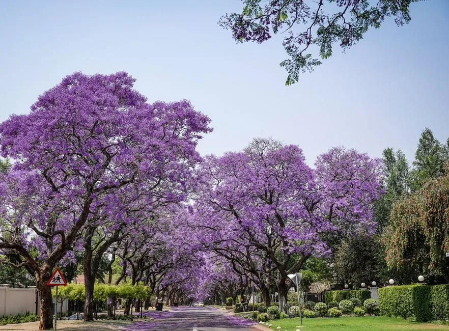 jacaranda-lined city street bloom in Brazil