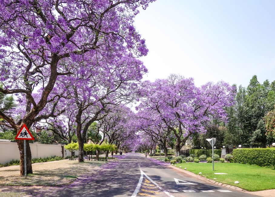 jacaranda lined city