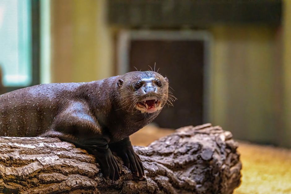 giant otter family hunting river in Brazil