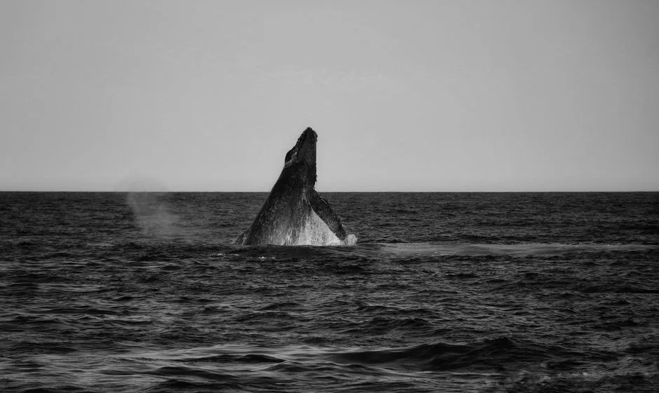 humpback breaching near whale watching boat in Brazil
