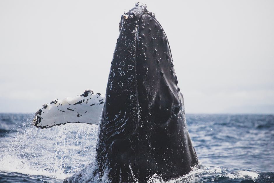 humpback breaching near whale watching