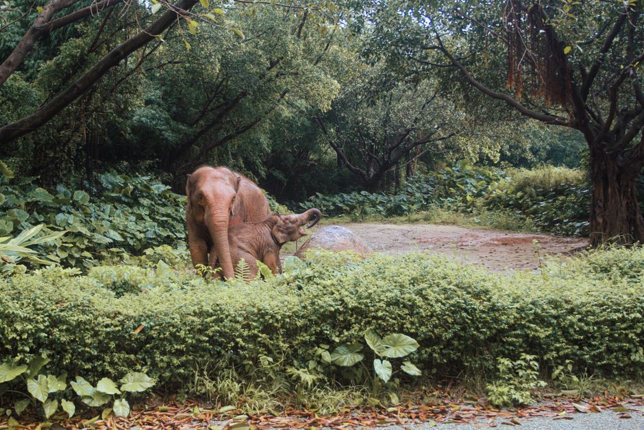 mother and calf near shore in Brazil