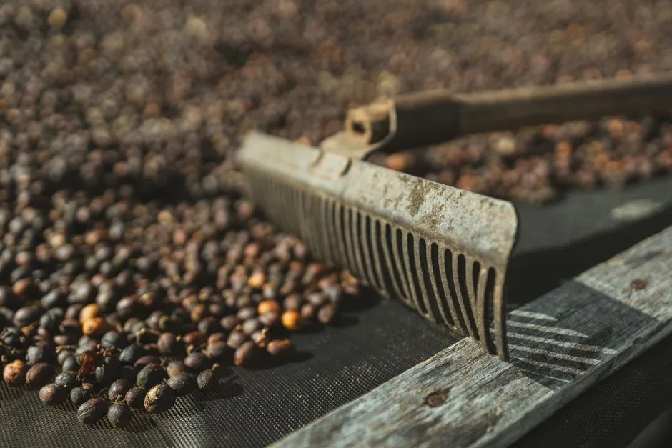 Brazilian Coffee Harvest Season: Why August Is Misunderstood — and How to Visit Farms Right
