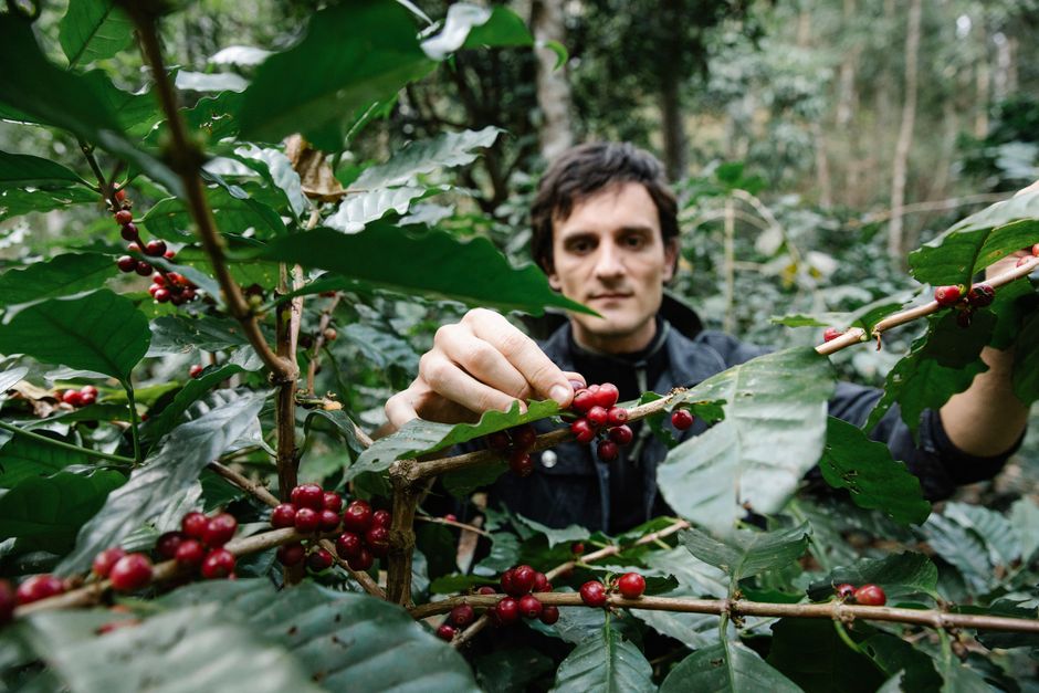 worker picking coffee cherries farm in Brazil