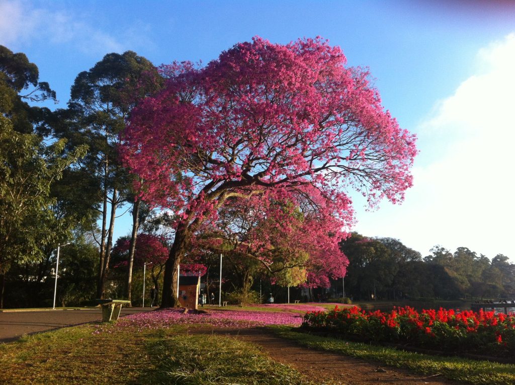 Ipe trees blooming Sao Paulo in Brazil
